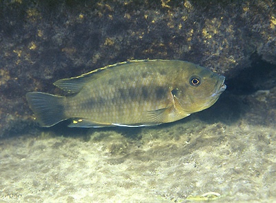 Petrotilapia nigra 'Zimbawe Rock'